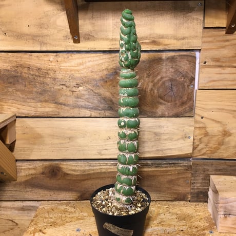 ユーリキニア カスタネア スピラリス 綴化 新種 人気サボテン 全部一点