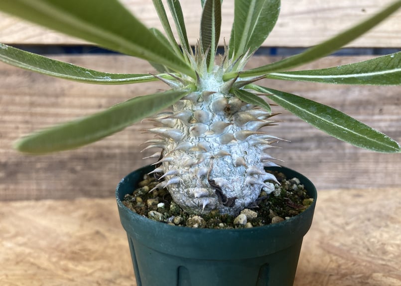 パキポディウム 白花恵比寿大黒 実生 | NATPARK-STORE