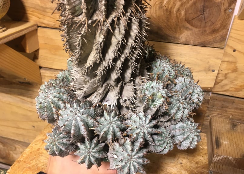 ユーフォルビア 群生ホリダ 特大 | NATPARK-STORE