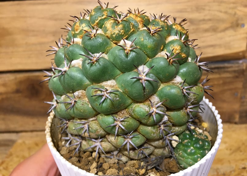 コリファンタ 短刺 象牙丸 | NATPARK-STORE