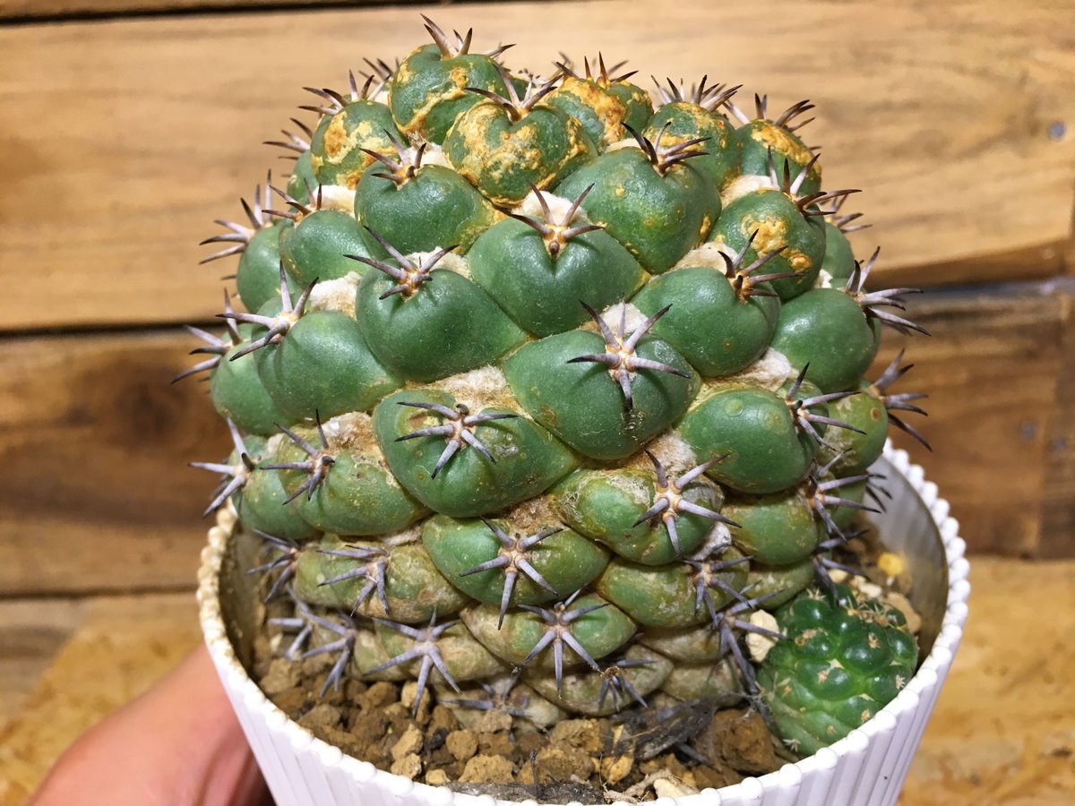 コリファンタ 短刺 象牙丸 | NATPARK-STORE