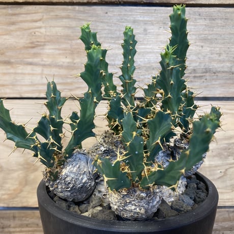 ユーフォルビアクラビゲラ | STORES