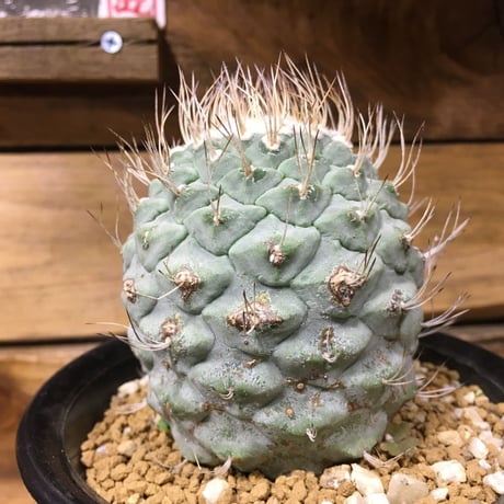 ストロンボ　カクタス　菊水　超扁平株 ストロンボ カクタス 菊水 超扁平株