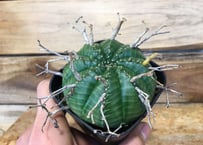 ユーフォルビア ムランジーナ 現地球 | NATPARK-STORE