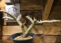 ユーフォルビア ムランジーナ 現地球 | NATPARK-STORE