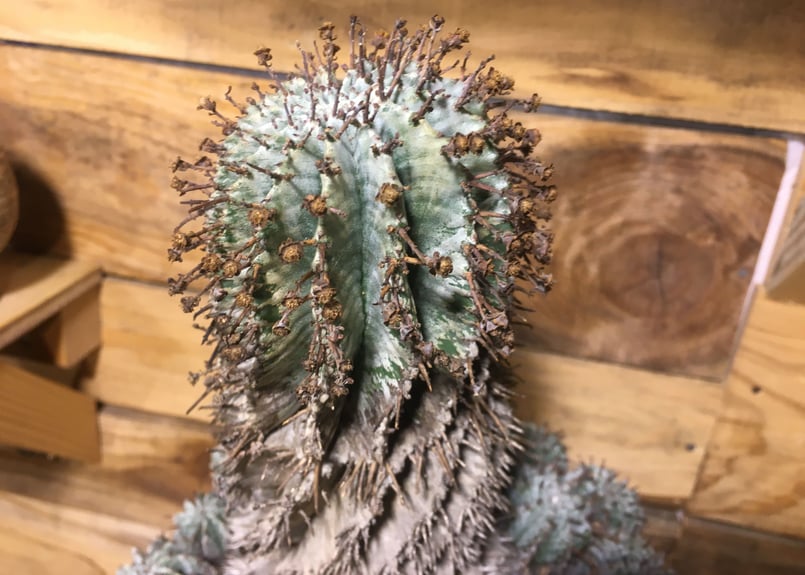 ユーフォルビア ゼブラホリダ 群生 超特大 ユーフォルビア ゼブラホリダ 群生 超特大 ユーフォルビア