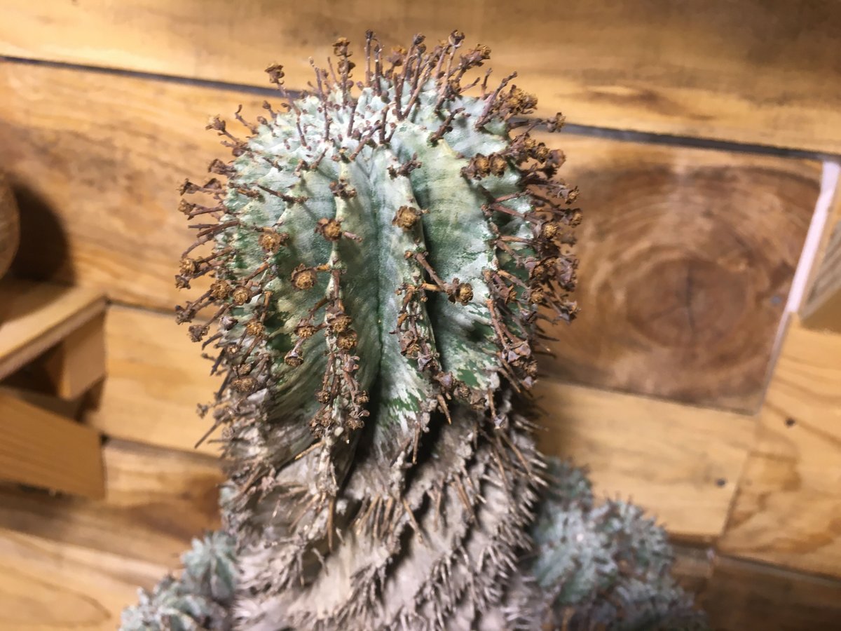 ユーフォルビア ゼブラホリダ 群生 超特大 ユーフォルビア ゼブラホリダ 群生 超特大 Euphorbia Horrida