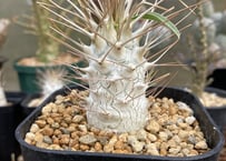 ユーフォルビア ムランジーナ 現地球 | NATPARK-STORE