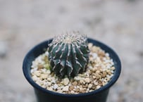 ガラパゴス団扇 黒肌 白刺 | NATPARK-STORE