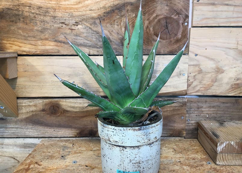 アガベ パープソラム 帝釈天 mano619やちむん鉢植え | NATPARK-STORE