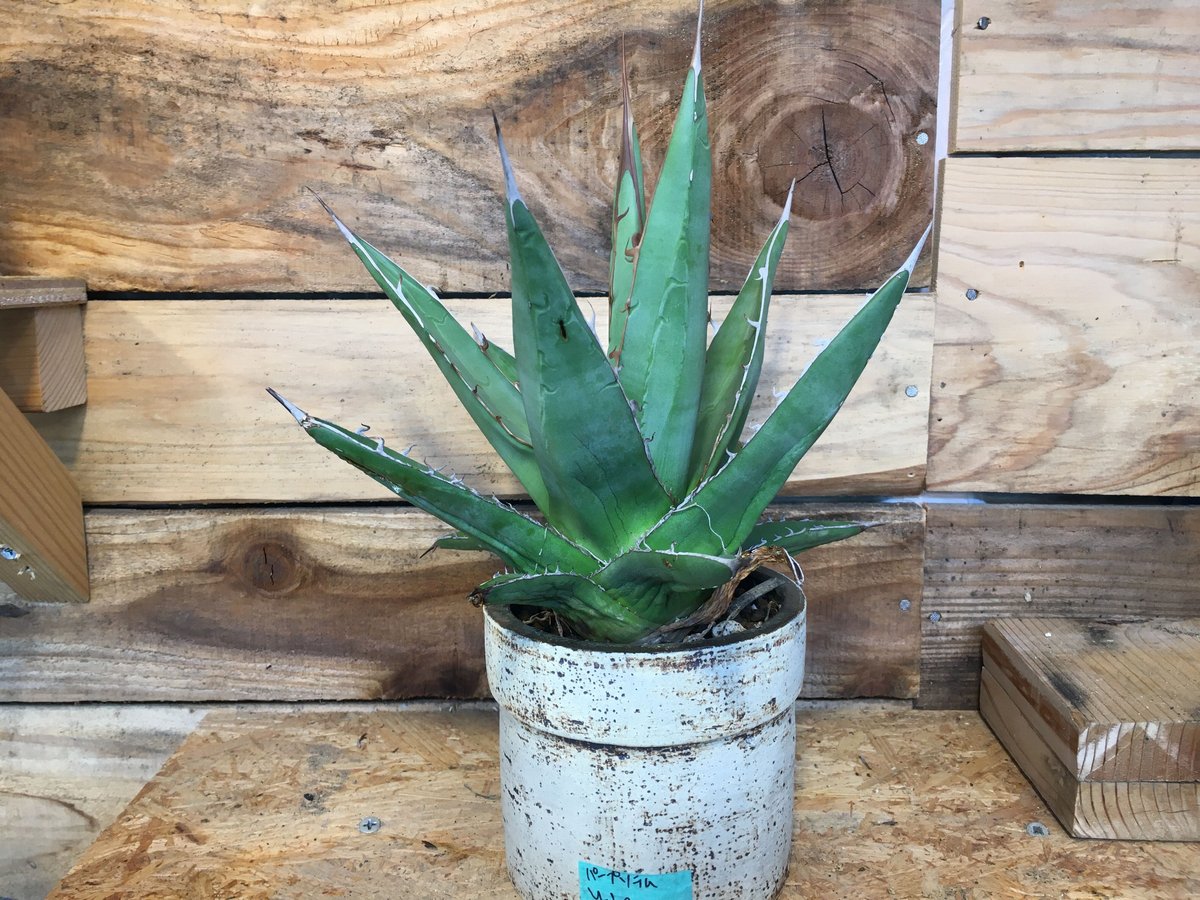 アガベ パープソラム 帝釈天 mano619やちむん鉢植え | NATPARK-STORE