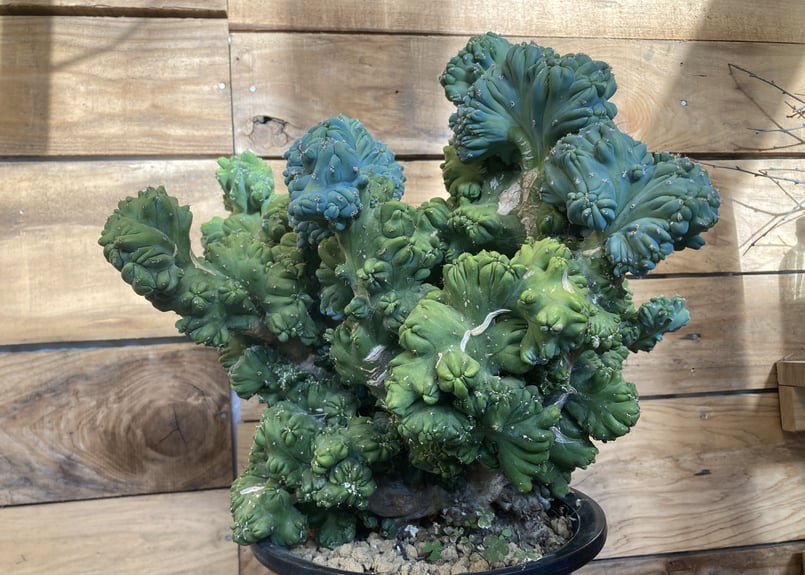 超特大 竜神木 綴化 | NATPARK-STORE