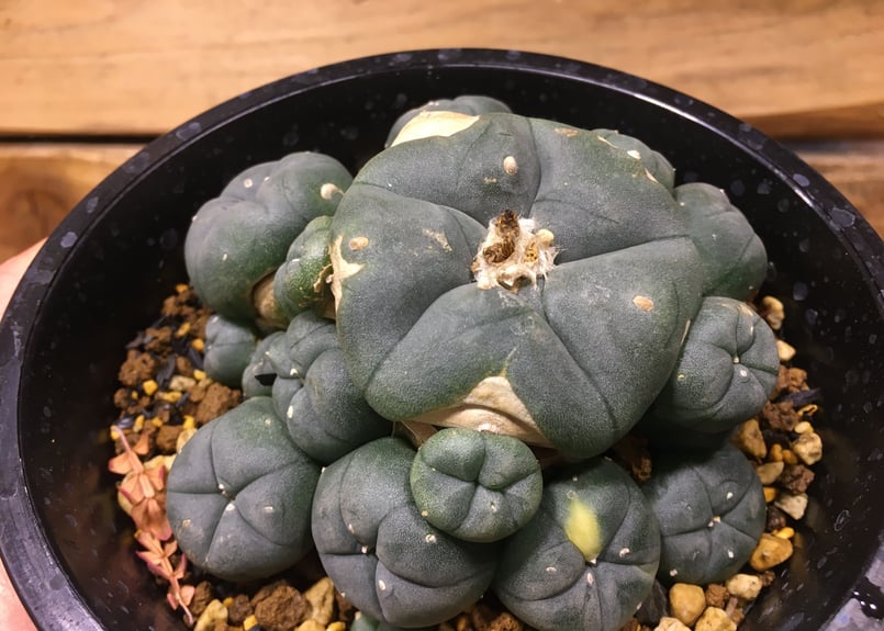 ロホホラ・子吹き烏羽玉 | trigger サボテン ロフォフォラ 小吹烏羽玉 実生