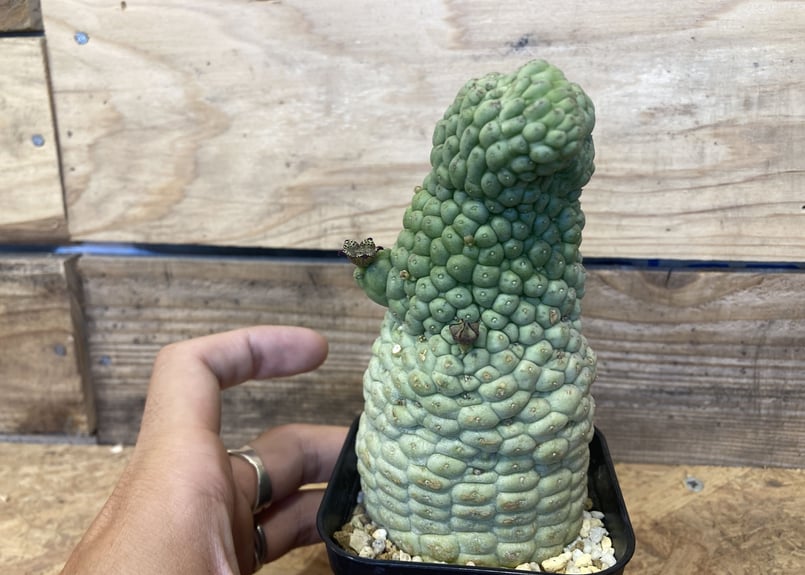 ラリレアキア カクティフォルメ 仏頭玉 綴化 | NATPARK-STORE