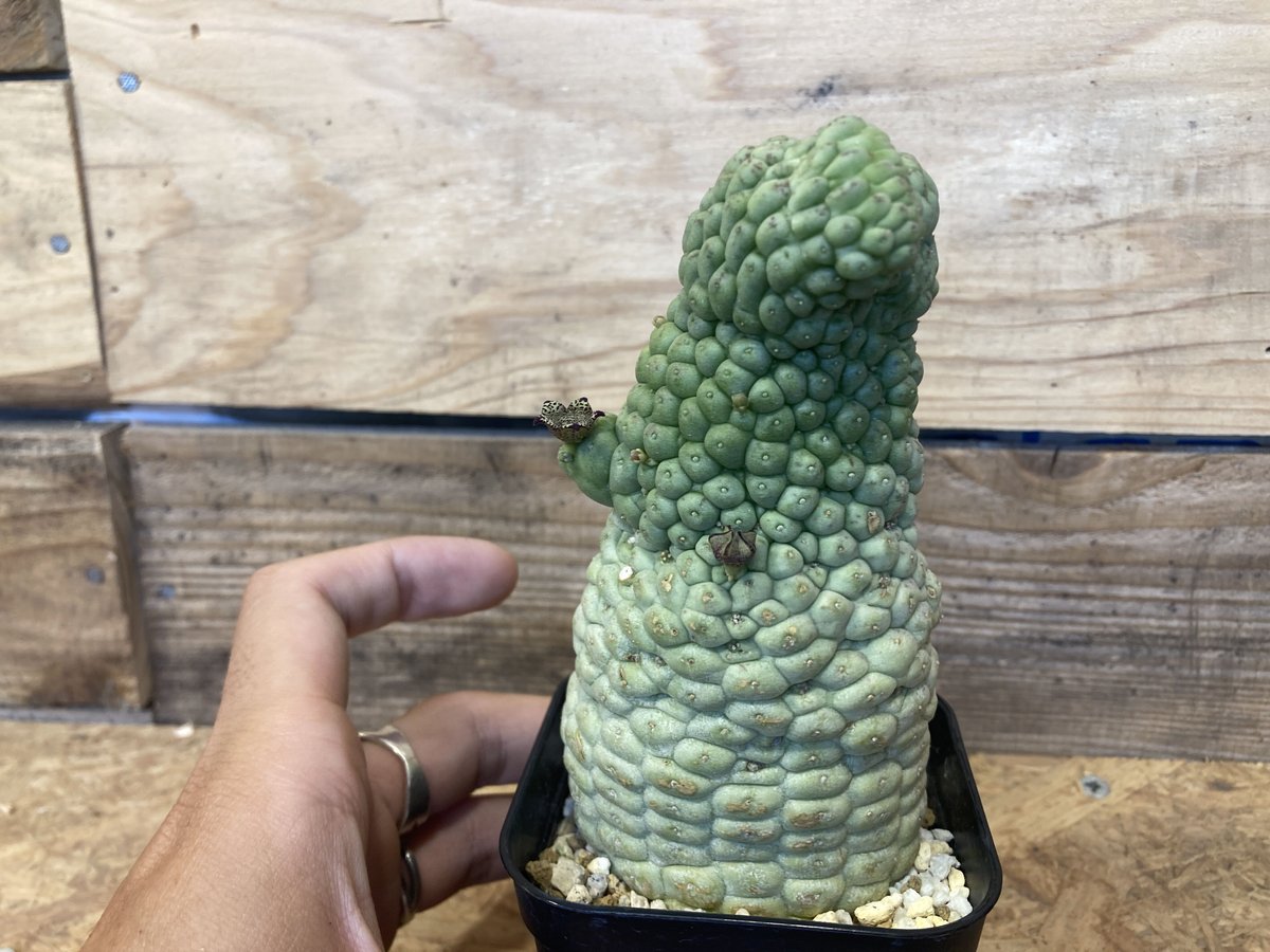 美株 サボテン 仏頭玉 ラリレアキア カクティフォルメ 楽天市場】仏頭玉 希少ラリレアキア カクティフォルメ ガガイモ 3-5cm