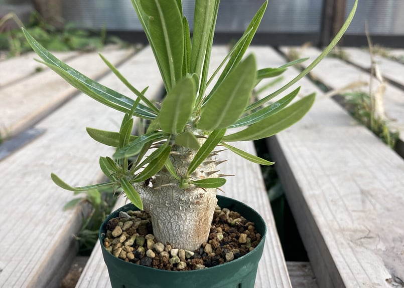 パキポディウム グラキリス 実生 | NATPARK-STORE