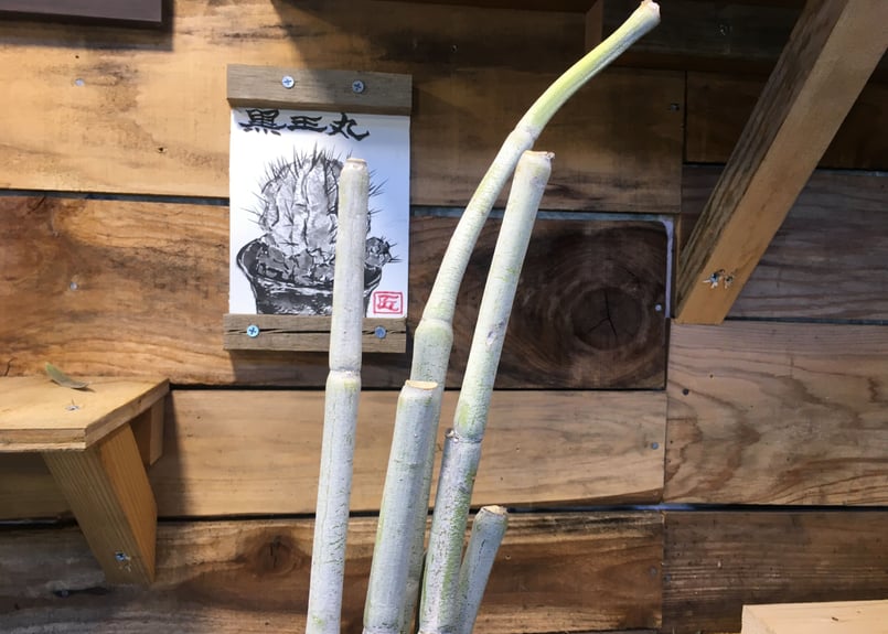 セロペギア フスカ | NATPARK-STORE