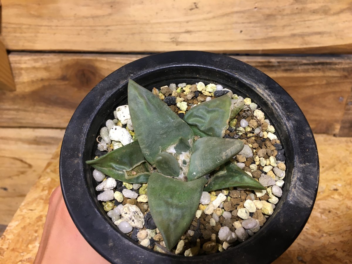 アリオカルプス 玉牡丹 アリオカルプス 玉牡丹 Ariocarpus retusus f