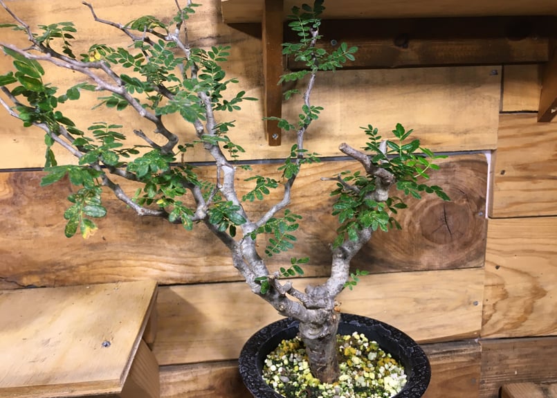 コミフォラ モンストローサ 赤肌 | NATPARK-STORE