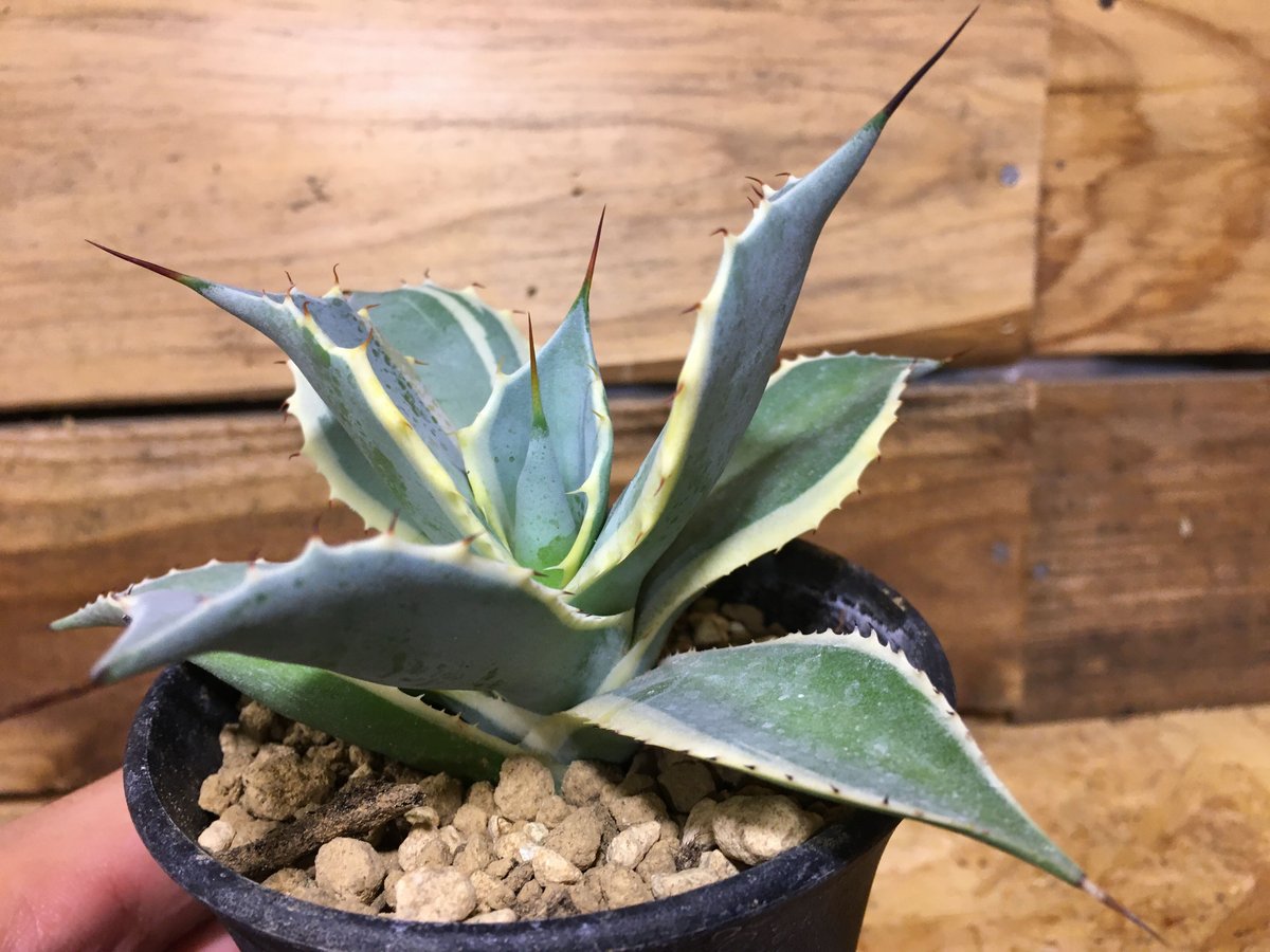 fit=scale-down,w=1200