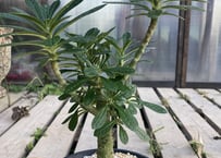 セロペギア フスカ | NATPARK-STORE