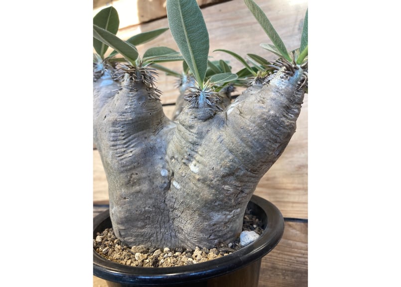 パキポディウム ブレビカリックス 現地株 多頭 パキポディウム ブレビカリックス 現地株 多頭 パキポディウム