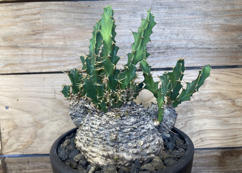 ユーフォルビア クラビゲラ 現地球 | NATPARK-STORE