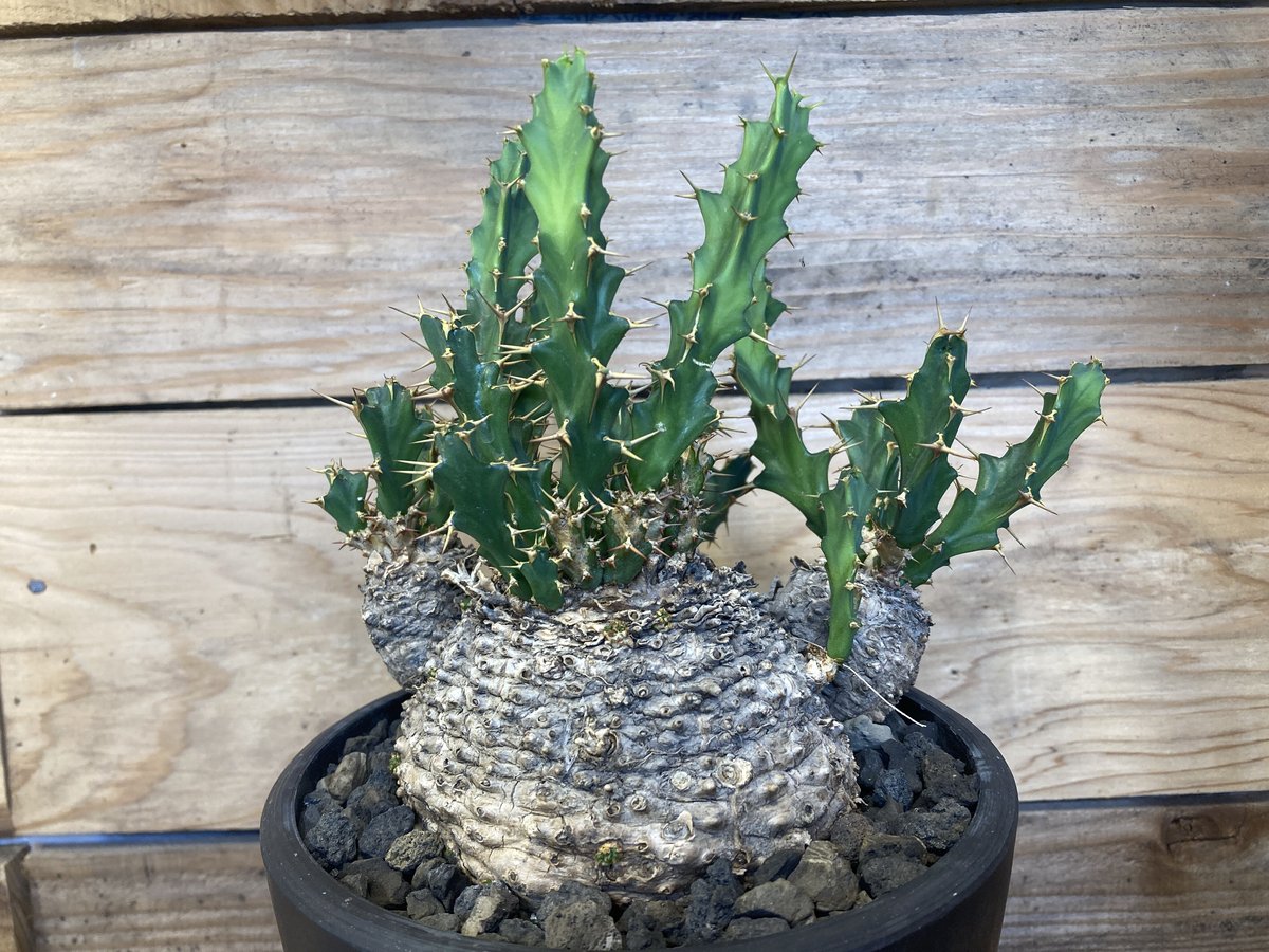 ユーフォルビア クラビゲラ 現地球 ユーフォルビア クラビゲラ 現地球 | NATPARK-STORE