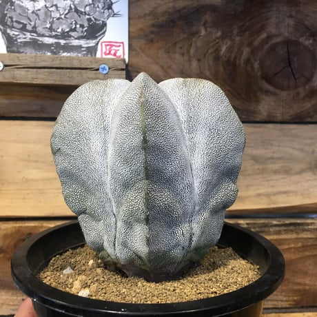 恩塚ランポー | STORES