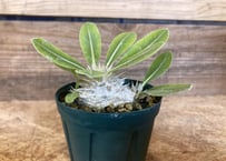 セロペギア　フスカ　GRAVITY セロペギア フスカ GRAVITY セロペギア フスカ GRAVITY Yahoo