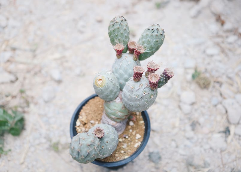 テフロカクタス ゲオメトリクス | NATPARK-STORE