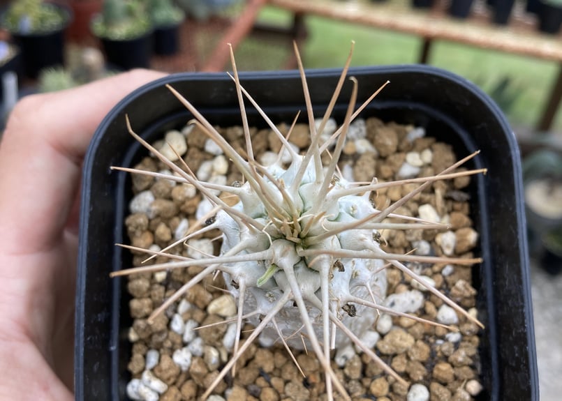 パキポディウム 光堂 実生B | NATPARK-STORE