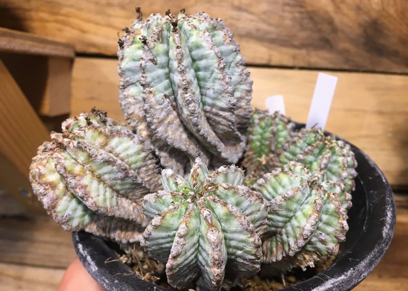 ユーフォルビア オールド ホリダ 群生 | NATPARK-STORE