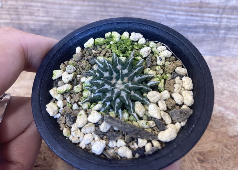 【群生美球】姫牡丹　アリオカルプス　国内繁殖苗　鉢ごと発送（黒牡丹モンスト帝冠） Ariocarpus kotschoubeyanus var.macdowell アリオカルプス 姫牡丹