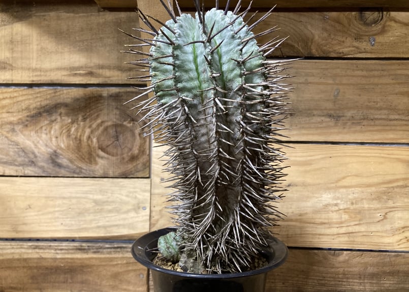 ユーフォルビア ホリダ マヨール 強刺 | NATPARK-STORE