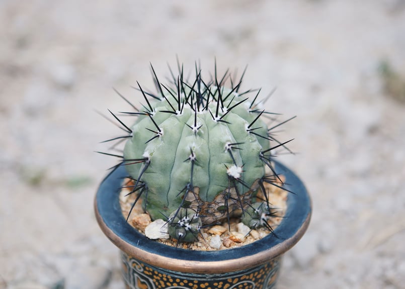 国王丸 自根 | NATPARK-STORE