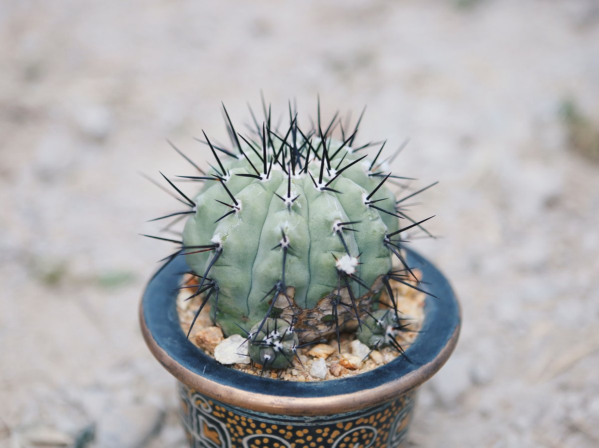 国王丸 自根 | NATPARK-STORE