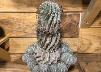 ユーフォルビア ムランジーナ 現地球 | NATPARK-STORE