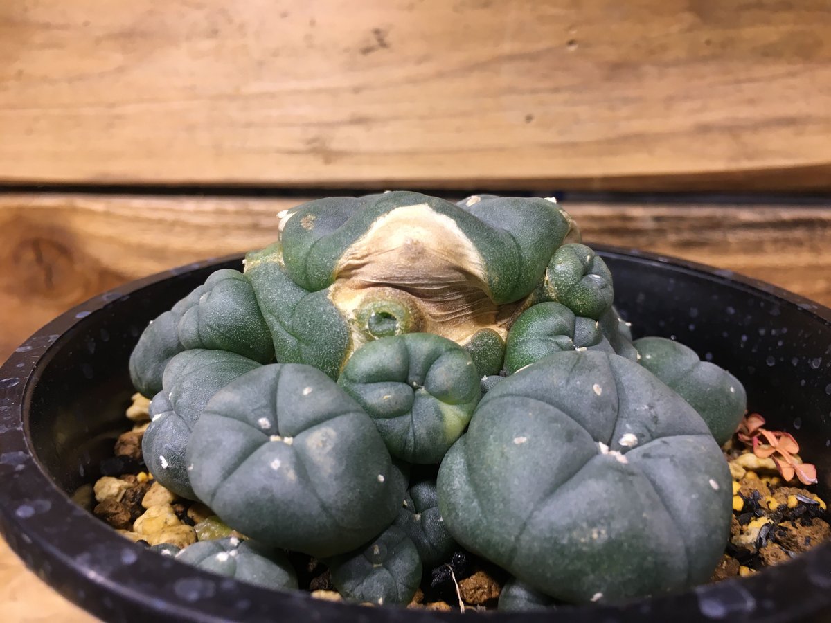最終値引‼️ 21 ロフォフォラ ペヨーテ 烏羽玉錦 群生 Amazon｜ロフォフォラ 烏羽玉 L｜観葉植物 オンライン通販