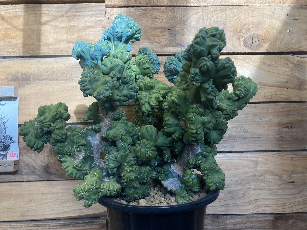 超特大 竜神木 綴化 | NATPARK-STORE