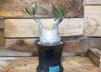 パキポディウム ブレビカリックス 現地球 | NATPARK-STORE