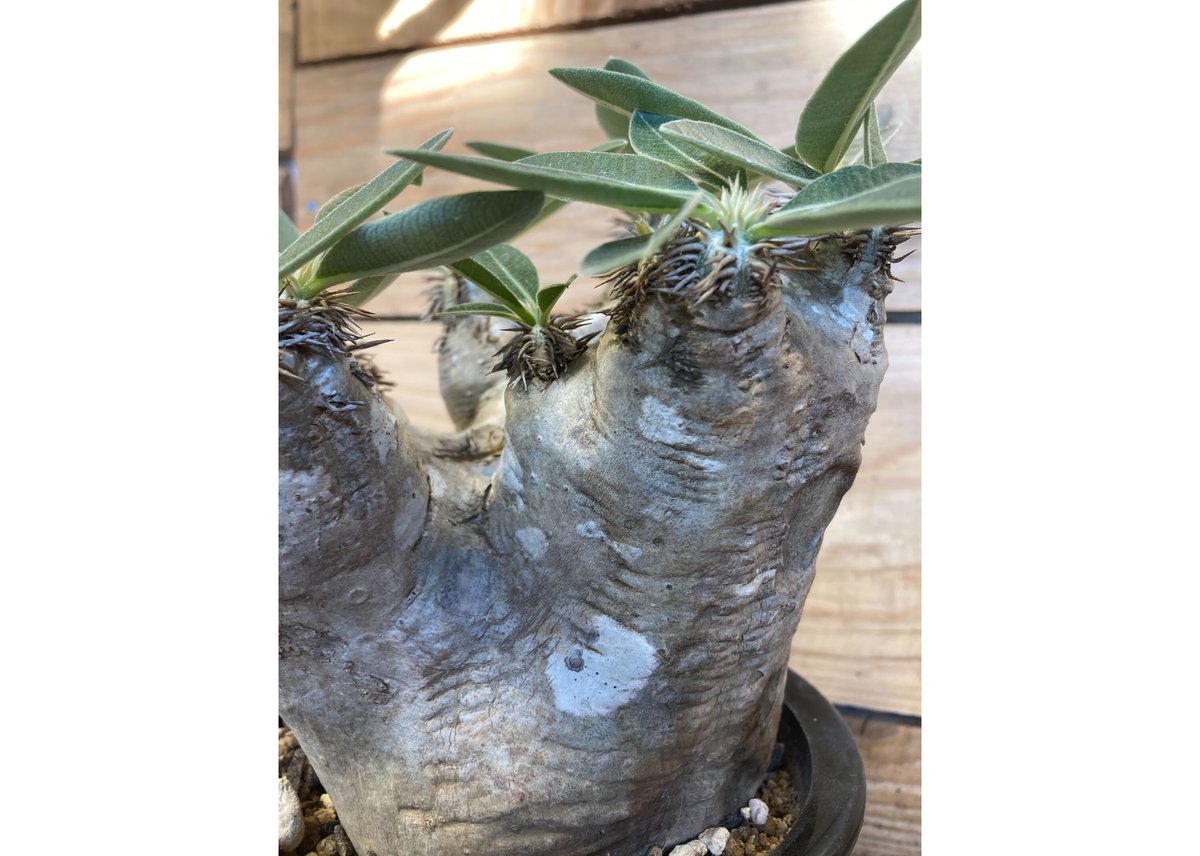 パキポディウム ブレビカリックス 現地球 | NATPARK-STORE