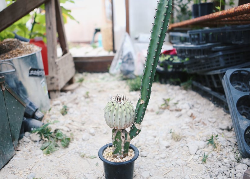 国王丸 現地級 カキコ 接ぎ | NATPARK-STORE