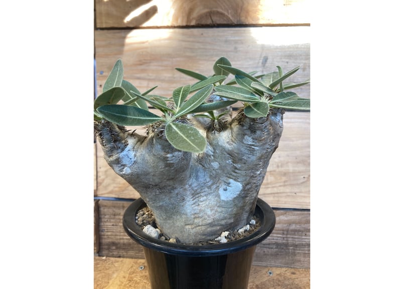 ブレビカリックス　パキポディウム　現地株　現地球 pachypodium brevicalyx《L size》※現地球発根後店主国内管理5年