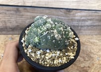 ラリレアキア カクティフォルメ 仏頭玉 綴化 | NATPARK-STORE