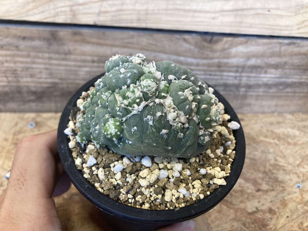 ロフォフォラ 松露銀冠 銀冠玉 | NATPARK-STORE ロフォフォラ 松露銀冠 銀冠玉 | NATPARK-STORE