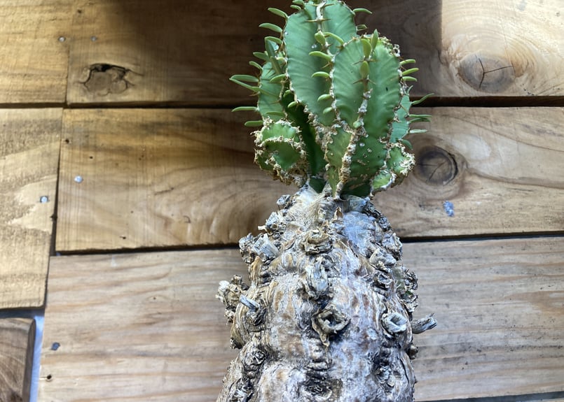 ユーフォルビア ムランジーナ 現地球 | NATPARK-STORE