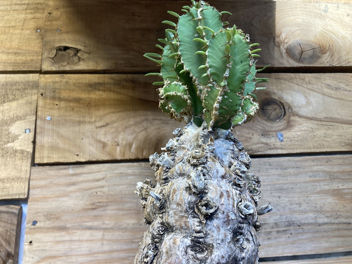 現地球　ユーフォルビア　ムランジーナ ユーフォルビア ムランジーナ 現地球 | NATPARK-STORE