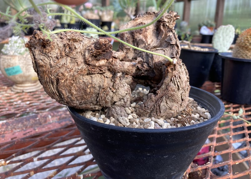 ペラルゴニウム トリステ | NATPARK-STORE