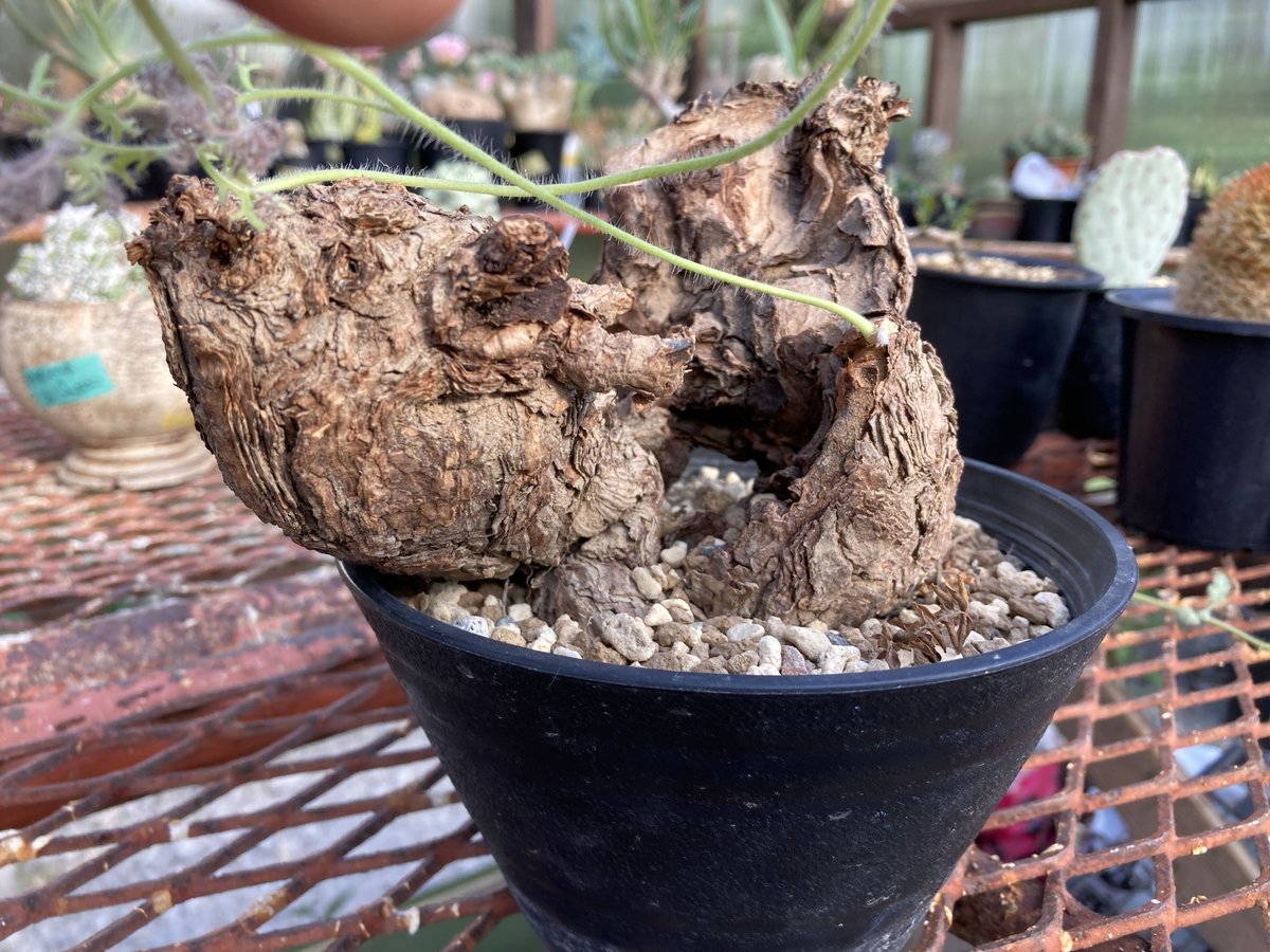 ペラルゴニウム トリステ | NATPARK-STORE 